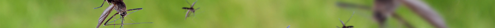 banner slim