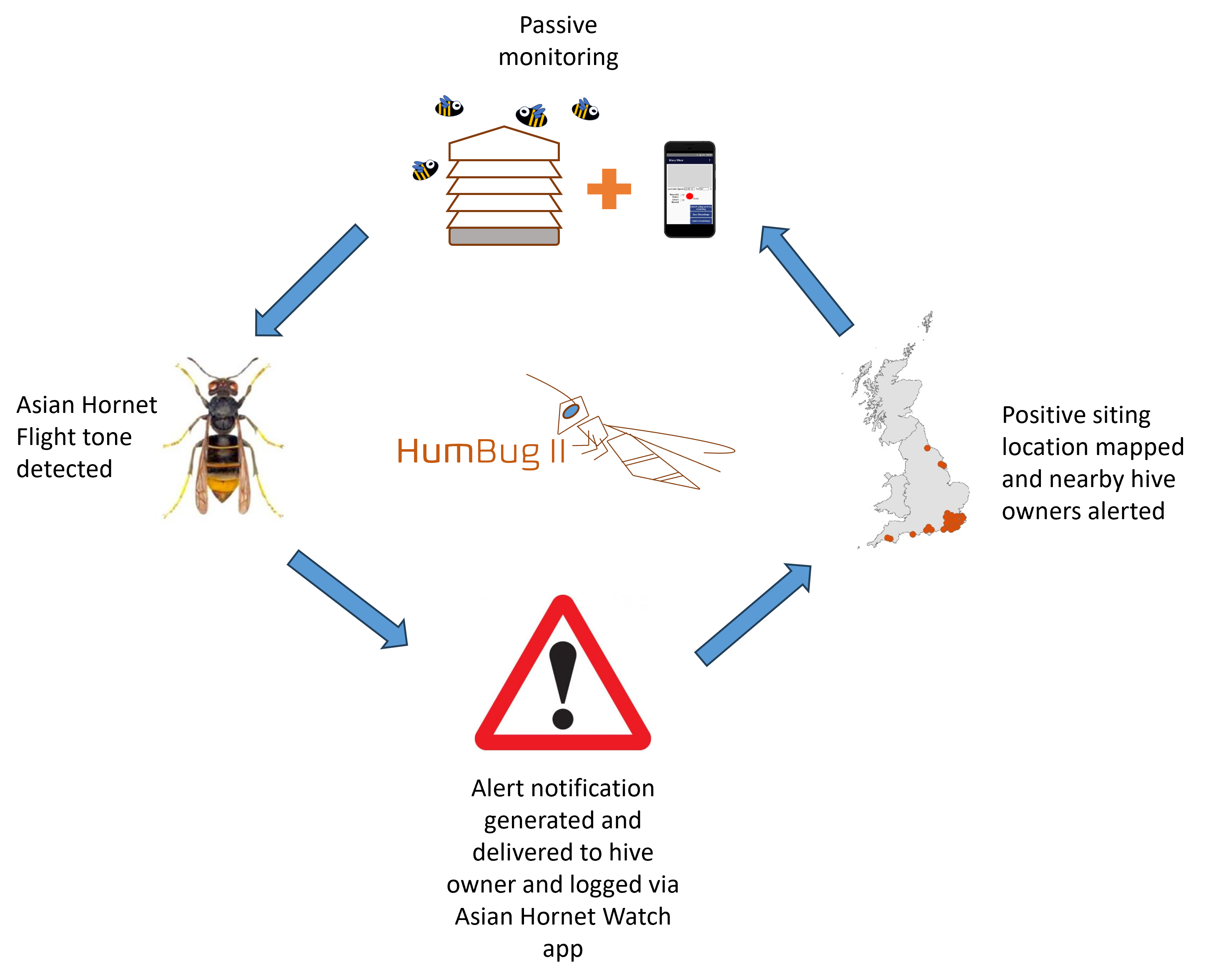 hornet cycle
