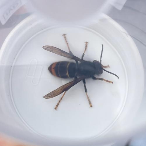 asian hornet