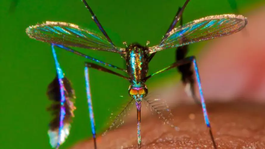 beautiful mosquito
